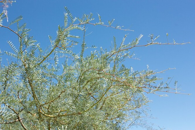 Naditec jehnědokvětý - invazní rostlina v Africe.