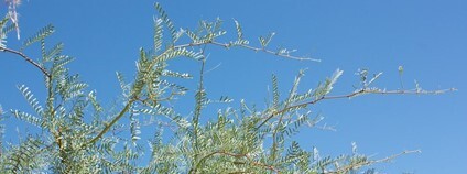 Naditec jehnědokvětý. Foto: Laura Camp Flickr