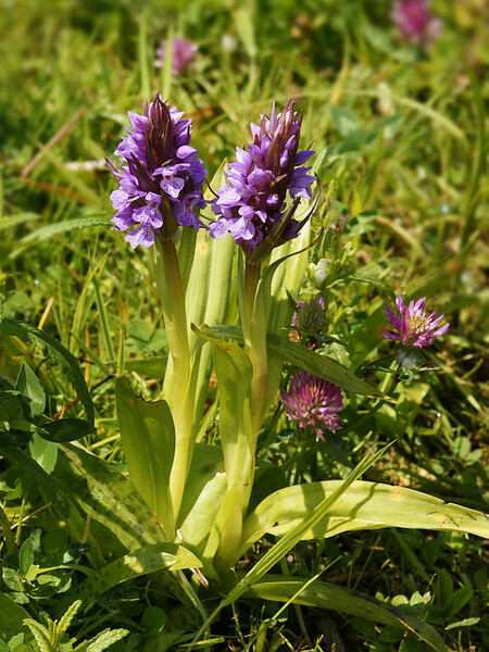 K prohlídce orchidejí je současné období ideální K prohlídce orchidejí je současné období ideální