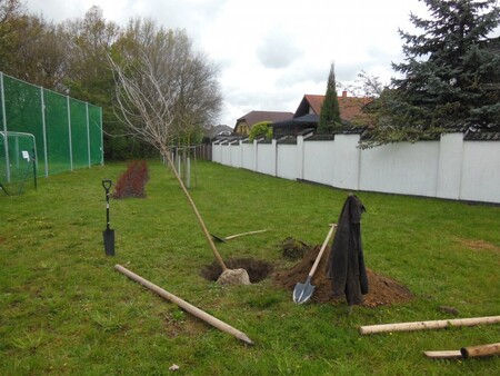 Zástupci pardubického magistrátu minulý týden vysadili v Polabinách sedm stromů.  / Ilustrační foto