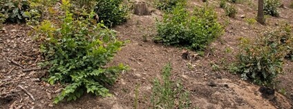 Hospodaření ve výmladkových lesích: zkáza pro les, či nikoli? Odpovědi hledají vědci LDF MENDELU Foto: Masarykova univerzita v Brně