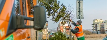 vánoční stromek Foto: Jan Malý Pražské služby