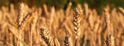Ozimá pšenice Foto: CropShot Flickr