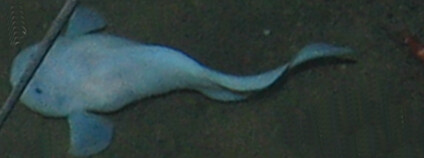 Pseudoliparis swirei Foto: Gerringer M. E., Linley T. D., Jamieson A. J., Goetze E., Drazen J. C. Wikimedia Commons