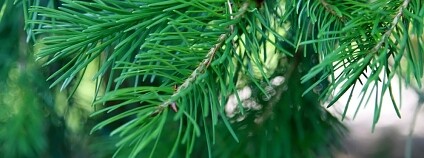 Foto: David J. Stang / Wikimeda Commons