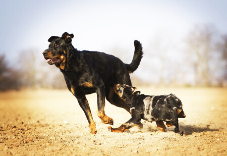 Ministerstvo přiznalo, že chov psů není na Slovensku dostatečně kontrolován. Někteří odborníci dlouhodobě upozorňovali na případy, že psi za účelem chovu štěňat žijí v nevyhovujících podmínkách.