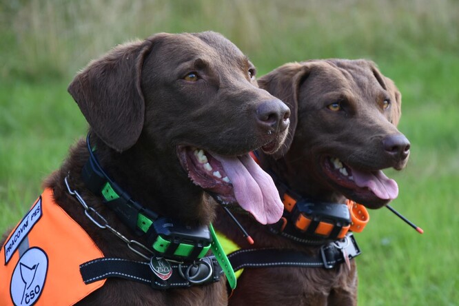 Otrávené návnady se nesmí dotknout.