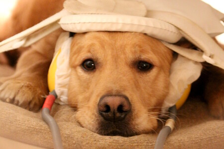 Podle studie se zvláštní oblasti v mozku, které zpracovávají zvuk, vyvinuly nejméně před sto miliony lety