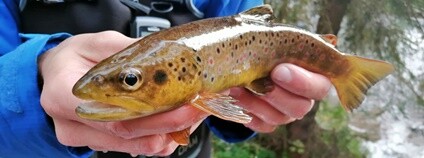 Pstruh obecný Foto: Luboš Kočvara Biologické centrum AV ČR