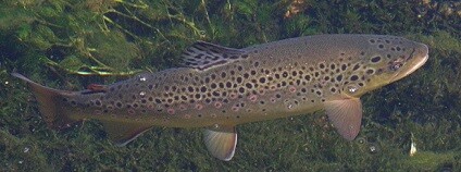 foto: Archiv Správy Národního parku Podyjí