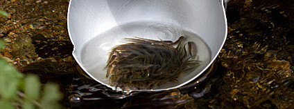 Foto: Marek Drha / NP Šumava