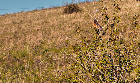 Některá stanoviště, přestože jinak nabízejí dobré podmínky pro život malých živočichů, zejí prázdnotou. Důvodem je, že místo „landscape“ jde o „fearscape“: krajinu, kde je strach být.