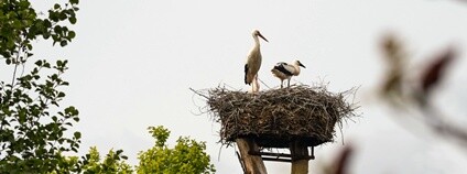 Čapí hnízdo Foto: Ludmila Korešová ČSO