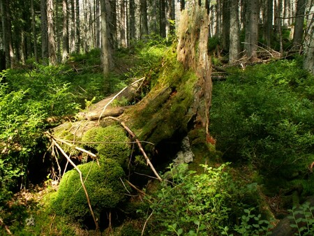 Ptačí potok na Modravě, Šumava