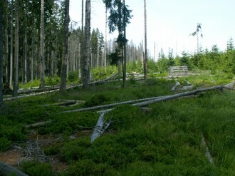 Vykácíme tři tisíce a zachráníme třicet tisíc, tvrdí správa parku