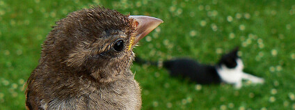 Pták a kočka Foto: Eddy Van 3000 Flickr