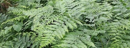 Hasivka orličí Foto: Stefan.lefnaer Wikimedia Commons