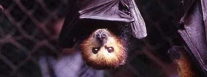 kaloň mauricijský Foto: Simon J. Tonge Wikimedia Commons