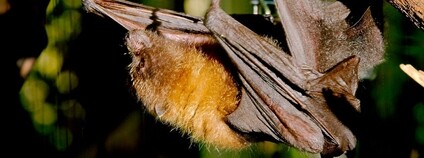 Kaloň rodriguezský Foto: Josh More Flickr