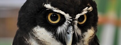 Puštík brýlatý Foto: Matthew Fells Flickr