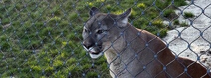 Puma z nelegálního chovu v táborské zoo Foto: MŽP ČR