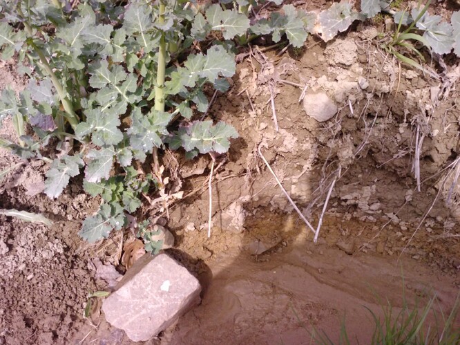 Krajní brázda slouží jako strouha. Krajní brázda slouží jako strouha.