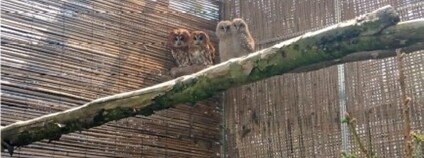 Mláďata puštíka obecného v táborské zoo Foto: Erik Brom ZOO Tábor