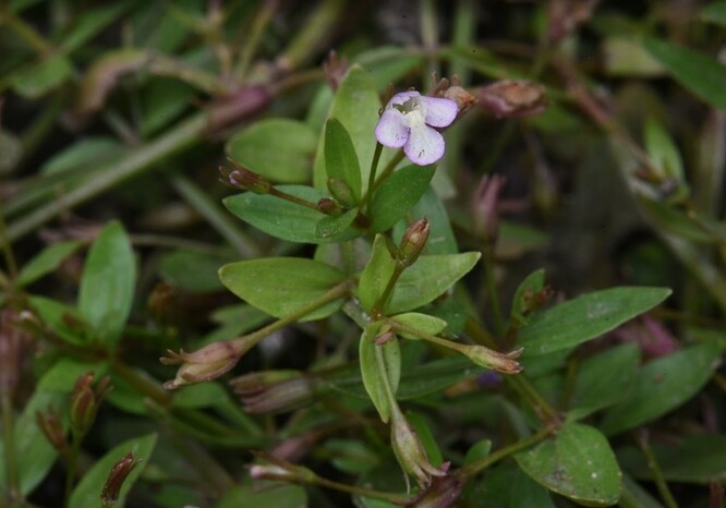 Kriticky ohrožená puštička pouzdernatá.