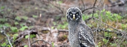 Mládě puštíka bradatého Foto: Juha Kinnunen Flickr