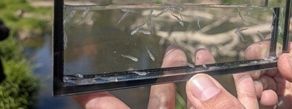 WWF v Litovelském Pomoraví vypustil tři tisíce jeseterů Foto: WWF Česko