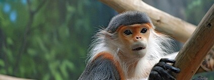 Langur šedonohý Foto: fPat Murray Wikimedia Commons