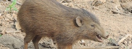 Prase zakrslé Foto: A. J. T. Johnsingh, WWF-India and NCF Wikimedia Commons