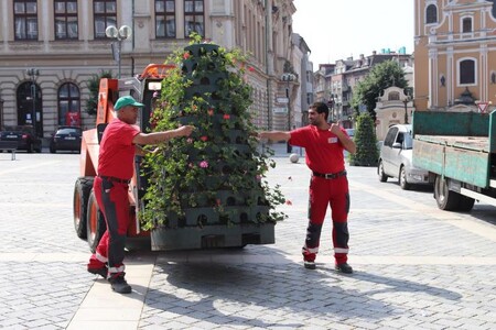 Centrum Přerova od včerejška krášlí dvoumetrové květinové pyramidy osázené muškáty.