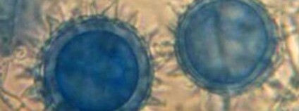 Foto: Lordboldemort / Wikimedia Commons