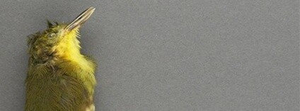 Foto: Collinson et al., J Ornithol 2017 / Sciencealert.com