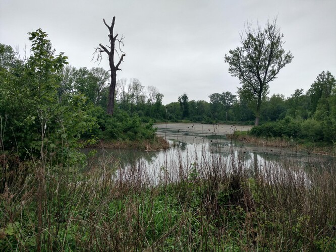 Přírodní památka Hustopeče - Štěrkáč s lužními lesy podél řeky Bečvy.