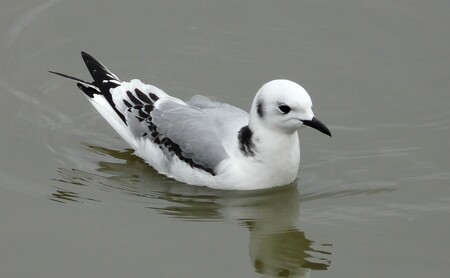 Racek tříprstý žije na strmých skalních útesech kolem mořského pobřeží a na skalnatých ostrovech Severního moře. Zcela výjimečně se zatoulá i do vnitrozemí.