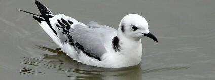 Foto: Dušan Boucný / Moravský ornitologický spolek