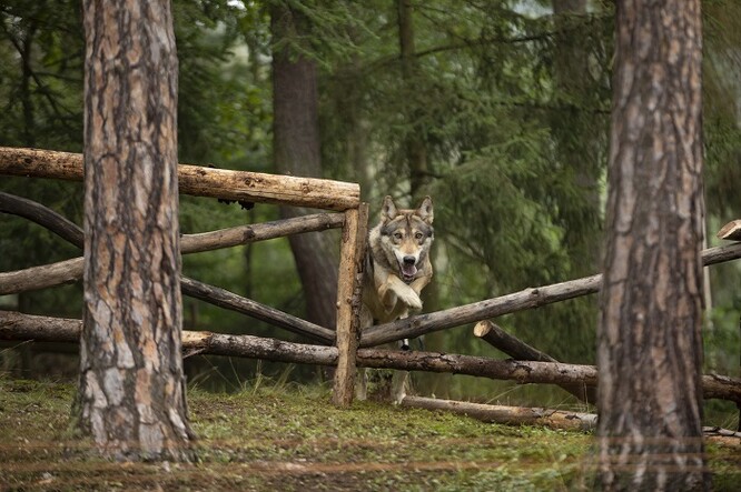 V nové kampani na Radegast Ratar se hlavní hrdina setkává tváří v tvář s vlkem.
