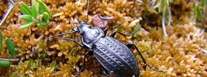 Střevlík Ménétriésův Foto: Radek Hejda / Projekt CZ–SK SOUTH LIFE