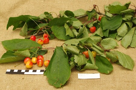 Velkým překvapením byl nález neznámé staré odrůdy nazvané pracovně Radnická plavka. Třešeň velmi příjemné chuti a světlé barvy se nepodařilo ztotožnit se žádnou dnes známou starou odrůdou