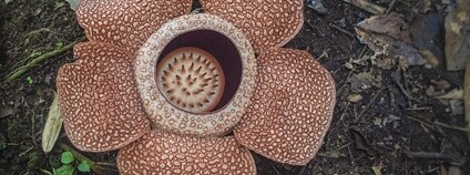 Papoušci kakadu na popelnici Foto:  shankar s. Flickr