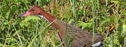 Foto: Charles J Sharp / newatlas.com