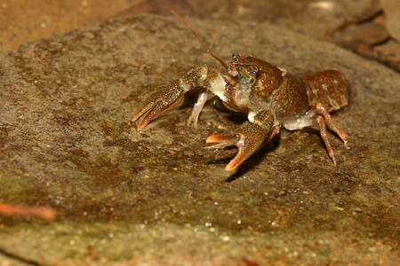 V Brdech se daří raku kamenáči. V Brdech se daří raku kamenáči.