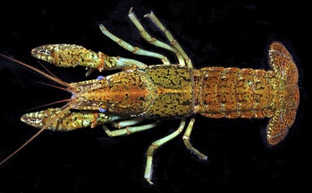 Nebezpečí tohoto invazně šířícího se druhu je podle přírodovědců zejména v jeho schopnosti rozmnožovat se partenogeneticky, tedy i z neoplozených vajíček