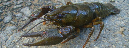 foto: Markéta Vytisková / Wikimedia Commons