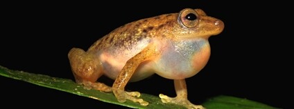 Samec nového druhu rákosničky, pro který vědci navrhují české jméno kongička statná Foto: Václav Gvoždík