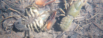 Foto:  Jitka Svobodová / AOPK ČR