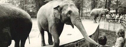 Slonice Rání na archivním snímku Foto: Zoo Liberec