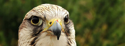 Raroh velký Foto: Michael Gäbler / Wikimedia Commons